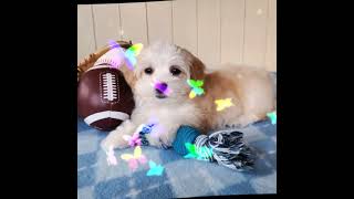 Havanese Breed Cute Puppies #10#shots #youtubeshorts #shorts