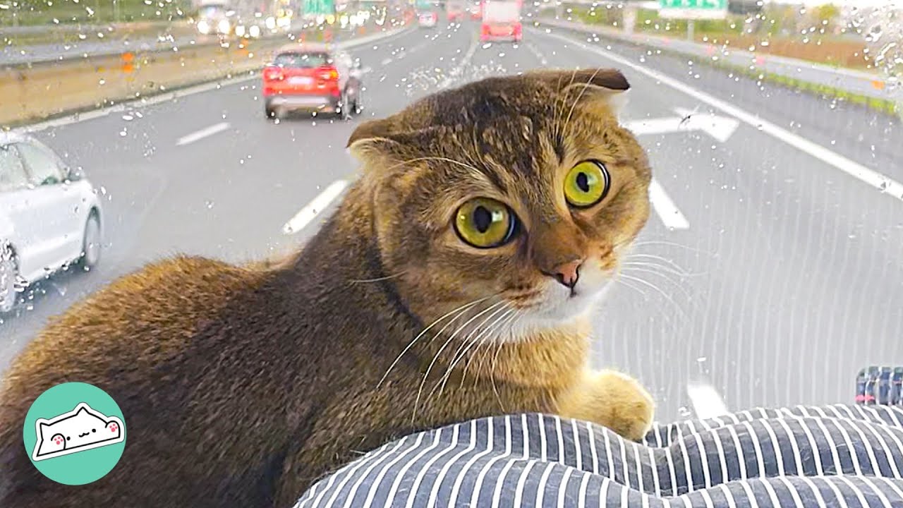 Cat Joins Truck Driver Working Across Europe. Just Chills by Windshield
