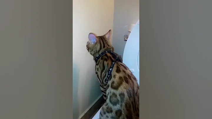 Zuri "The Asian Leopard" No toliet paper Required....