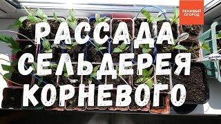 видео: Сельдерей корневой выращивание и уход | Посев сельдерея на рассаду | Пикировка сельдерея корневого картинка: Сельдерей корневой выращивание и уход | Посев сельдерея на рассаду | Пикировка сельдерея корневого