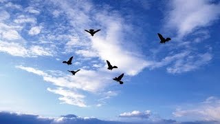 Relaxing Piano Instrumental - Sky Dance screenshot 4