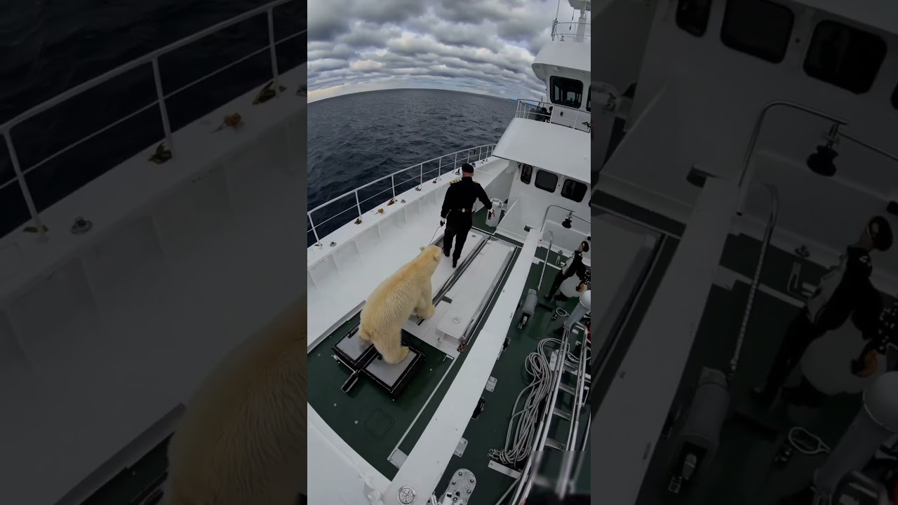 Saving polar bear 🐨 