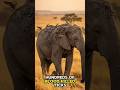A Giant Elephant Couldn't Remove These Ticks... So This Bird Did