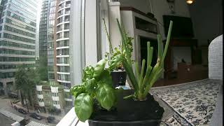 basil timelapse