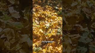 Счастлив! ЗДЕСЬ И СЕЙЧАС! #новоевремя #раскрытиесердца #стихи #силасознания #любовь #материализация
