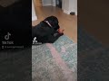 Service dog enjoying her bone at home