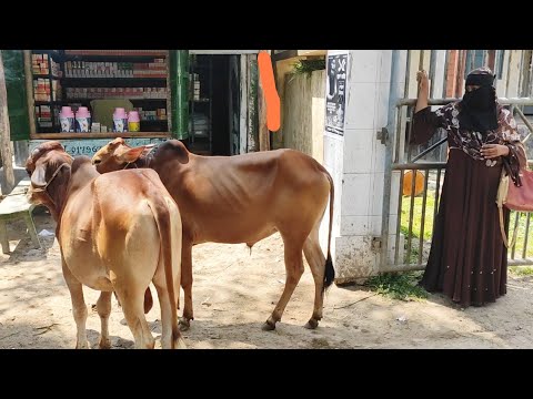 @ আজ ১৭ আগষ্ট || খামার উপযোগী ষাঁড় গরুর দাম দিনাজপুরের ফাসিলা ডাঙ্গা হাটে ||