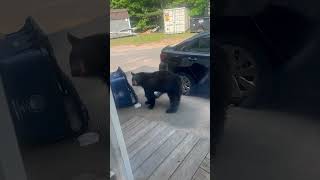 Young Bear Caught Messing with the Garbage