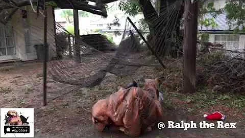 T-Rex Problems: The Hammock