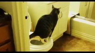 Как приучить кота к унитазу. Шаг 6.CitiKitty Как приучить кота к унитазу. Шаг 6.CitiKitty