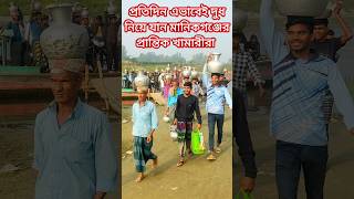 মনকগঞজর সটরয উপজলর গপলপর বজর দধ বকর করত যচছন খমরর