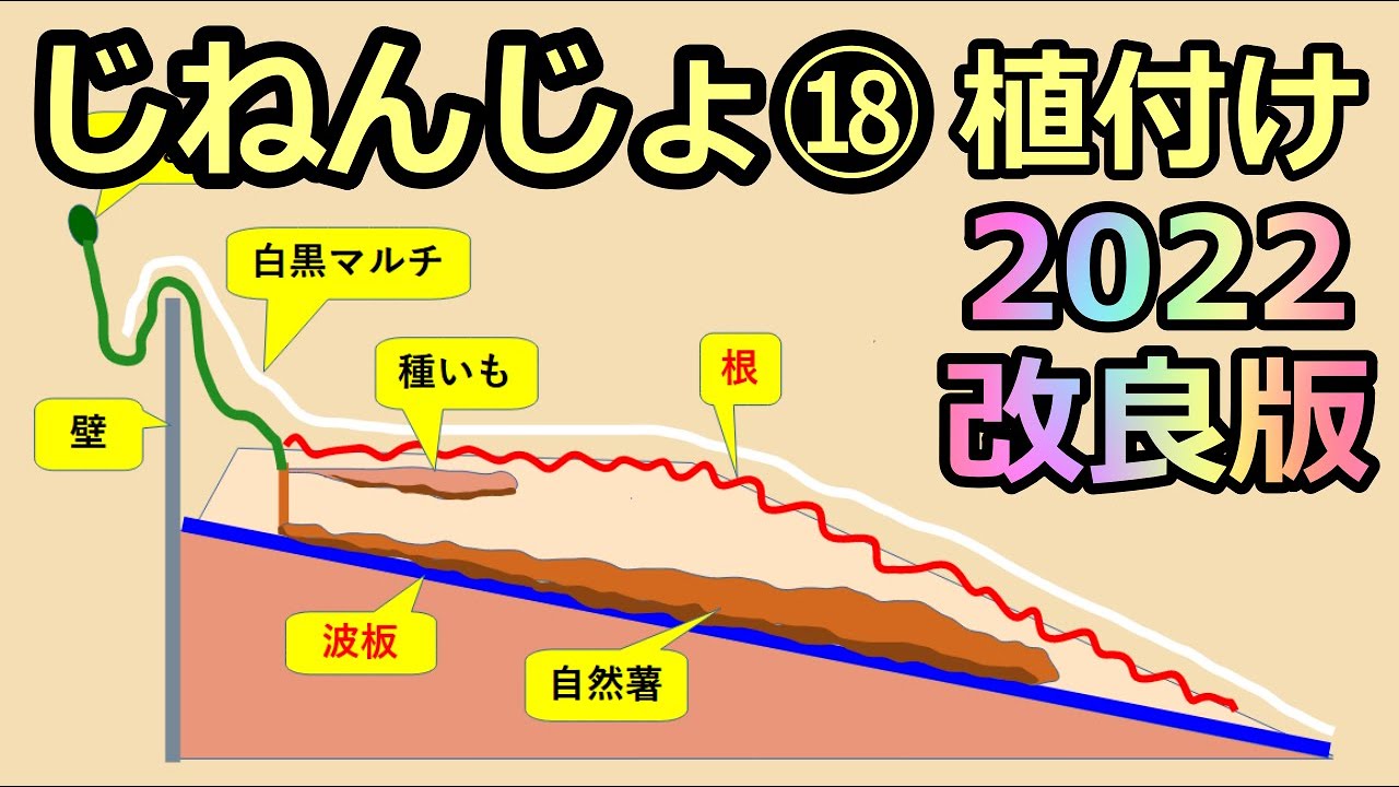 【楽々】波板自然薯ななめ栽培⑱ 植え付け 畝の大移動 2022の改良