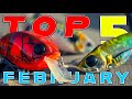 Top 5 Baits For February Bass Fishing!