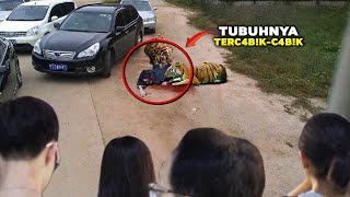 Ngeri Terekam Jelas W4Nt4 Dite3Rk4M H4Rimau Saat Nekat Kasih Makan