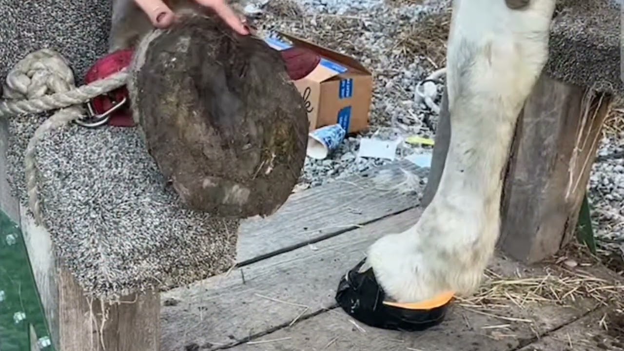 Treating a Horse’s Injured Hoof – Step-by-Step Healing Process"