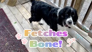 Smart Springer Spaniel Fetches her Bone! 🦴 by WhatASpringer 404 views 2 years ago 1 minute, 16 seconds