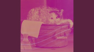 Pulsating Relaxed and Lounging Cats