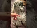 il mio gatto, наши любимые домашние питомцы!