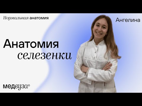 Видео: Функция селезенки, расположение и анатомия - Карты тела