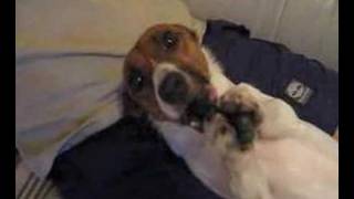Jack Russell Terrier - JRT