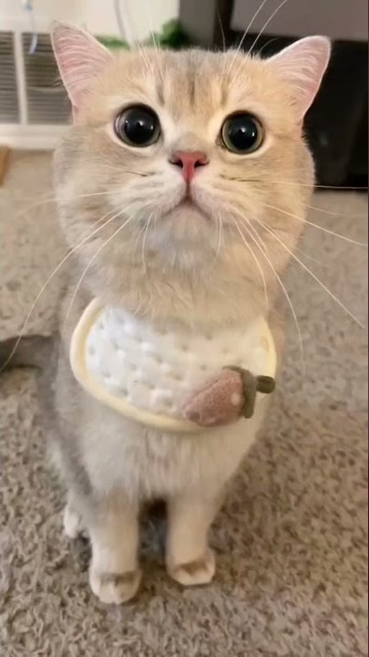suara kucing
