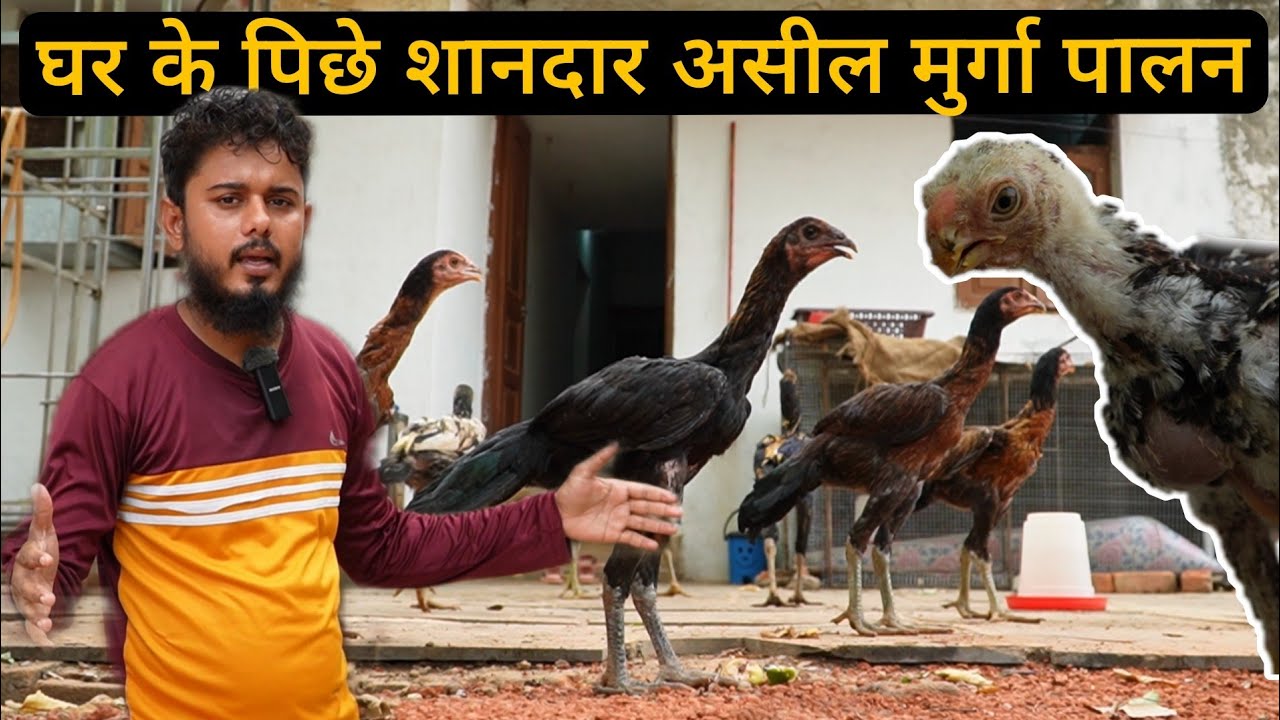 Aseel murga murgi Palan farm कम खर्च में अधिक मुनाफा । 9893798424 (Parrot Beak Aseel murge)