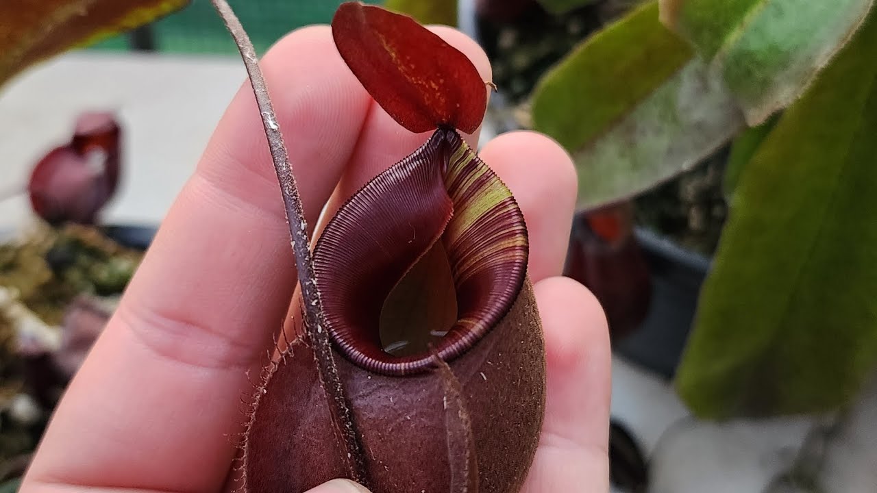 ◇N. viking X ampullaria
