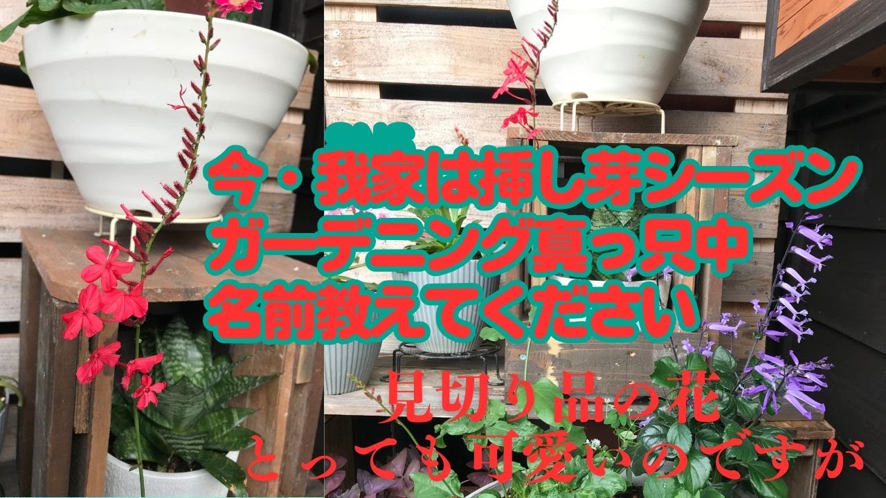 地獄だらけの我が家のガーデニング、見切り品の植え付け、リメイクと忙しさとの闘い