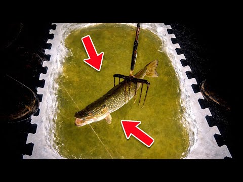 Pike Spearing Oakland County Michigan 2026 - Underwater View