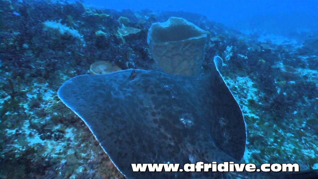 www.afridive.com