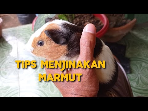 Video: Cara Menjinakkan Marmot
