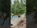 Chicken Jumps To The Tree To Eat Berries الدجاج كيطلع فوق الشجرة ياكل التوت 