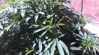 Medical Marijuana Grow Outdoor Grow