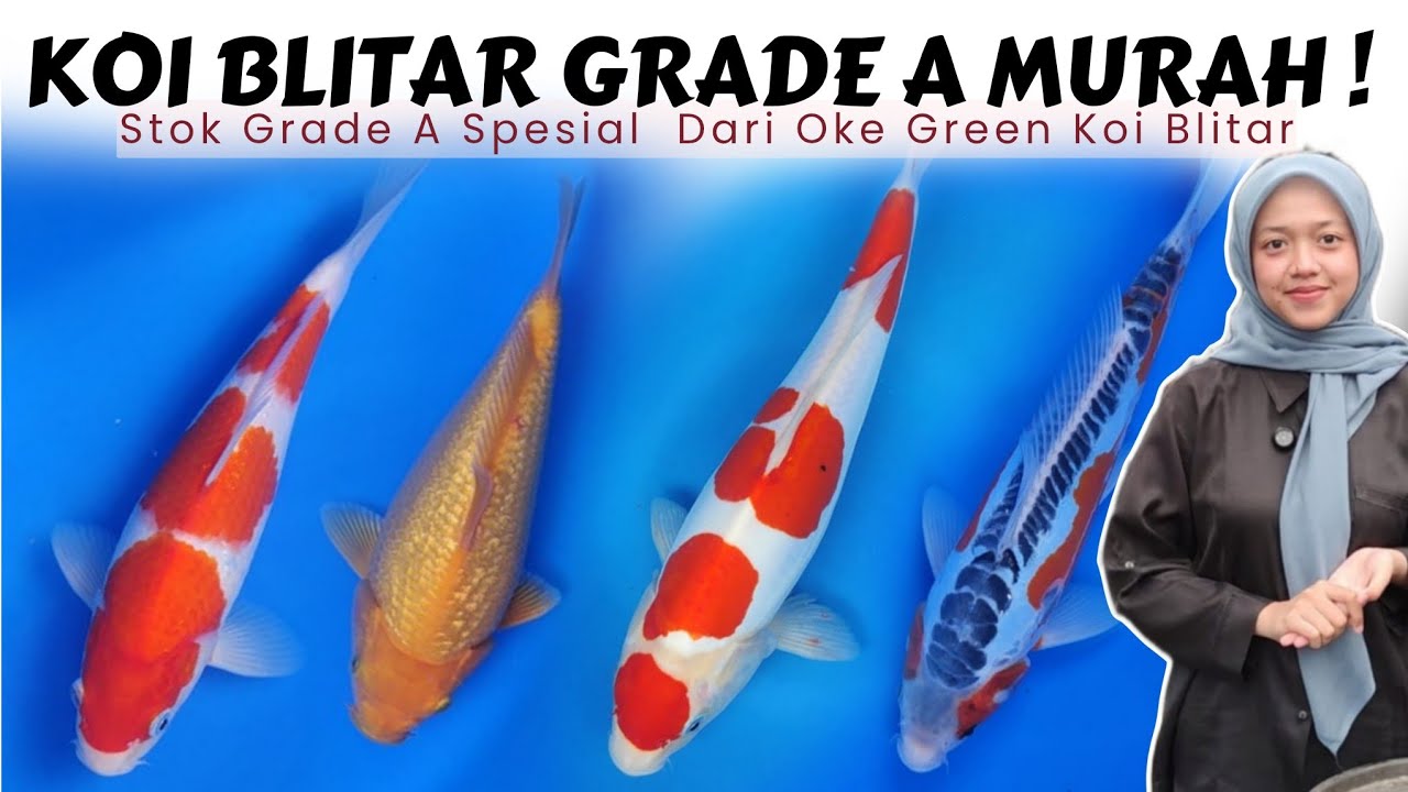 Murah Pol❗Kualitas Mantap Harga Bersahabat | Oke Green Koi