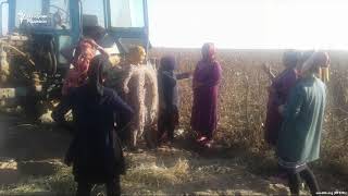 Пахтакор аёллар ғўзапоясиз қолмайдиган бўлди