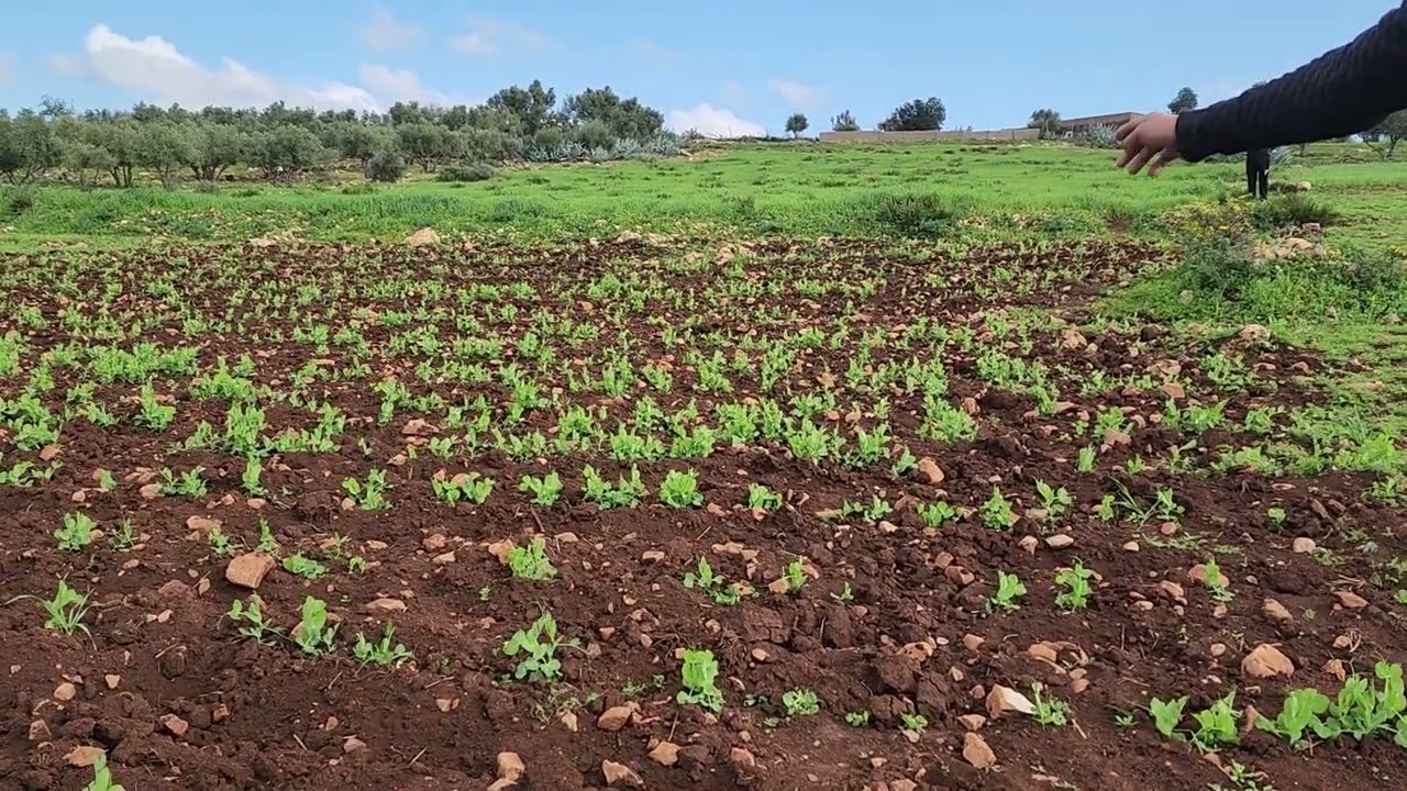 07/03/2026 أرض 600متر بجماعة إمطرناغة بدوار الكعدة + الضو والماء ثمن 11000درهم 0666061770