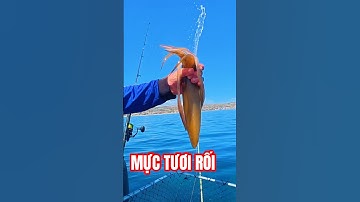 Câu mực ở Úc: phun nước tung toé #squidfishing #squid #mực