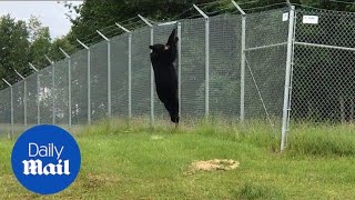 Remarkable footage of black bear climbing over wired fence