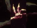 EL PODER DARKIN EN UNA MANADA: Quién es Naafiri y su mente colmena