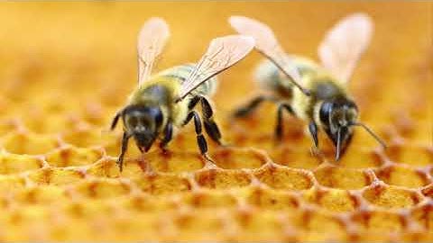 تلاوة هادئة مريحة للنفس للقارئ عيسى الحارثي ٦٨ و٦٩ من سورة النحل.