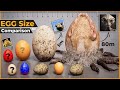 Egg size comparison  size comparison  biggest egg 