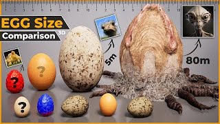 Egg size comparison | size comparison | Biggest Egg 🥚