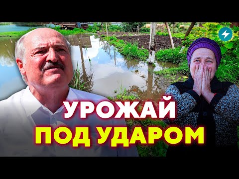 Климат ударил по урожаю! Что теперь делать дачникам? / Народ спросит