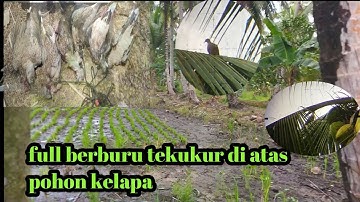 Alhamdulillah masih poin tipis tipis berburu tekukur di pohon kelapa 