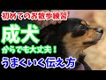 【犬のしつけ】成犬でしつけは無理!?幼稚園で初めてのお散歩練習を解説!〖犬のしつけ幼稚園@神戸〗byかずま先生