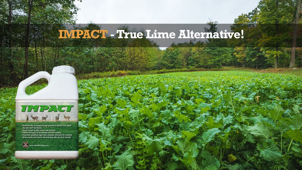 Impact – True Lime Alternative