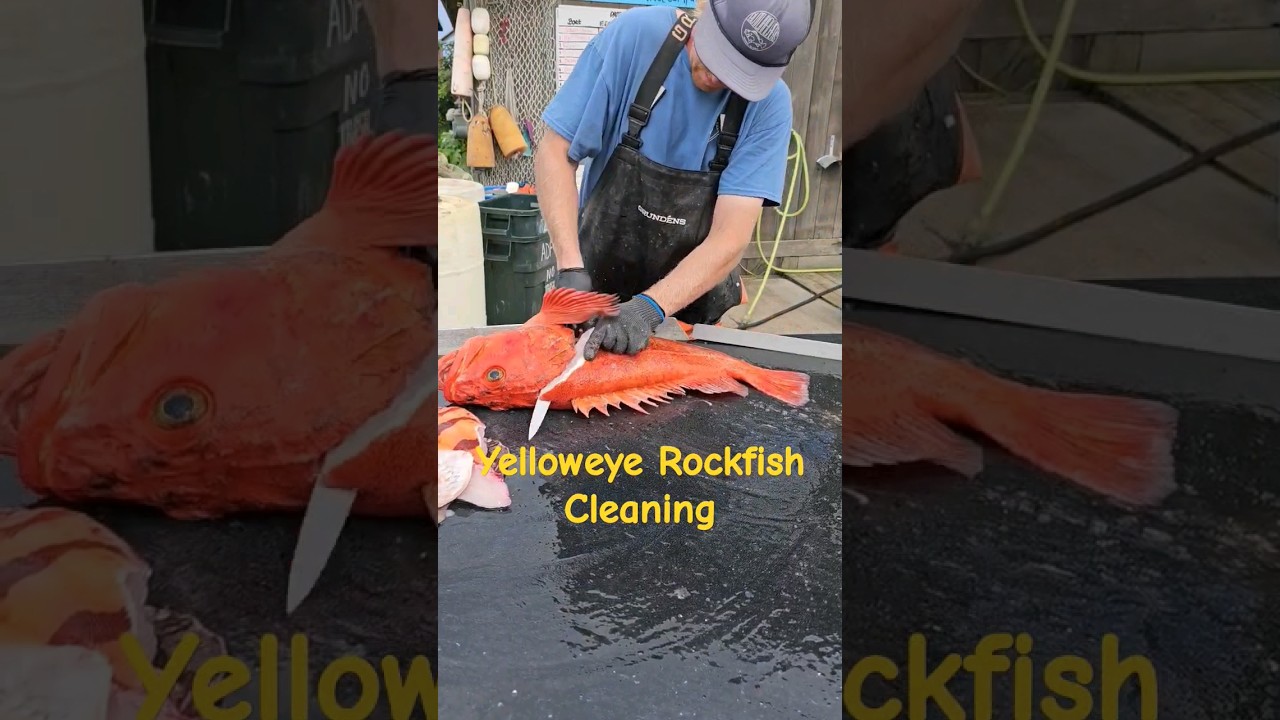 Yelloweye Rockfish Cleaning! 