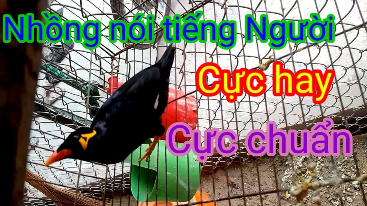 CHIM NHỒNG NÓI TIẾNG NGƯỜI CỰC HAY, CỰC ĐỈNH, CỰC... - youtube