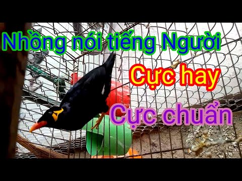 Video CHIM NHỒNG NÓI TIẾNG NGƯỜI CỰC HAY, CỰC ĐỈNH, CỰC... - youtube