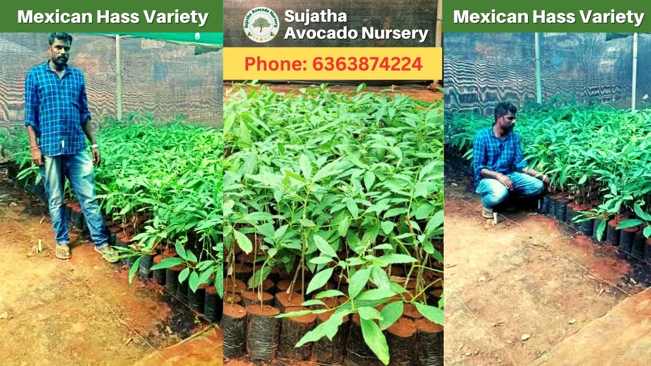 growing-mexican-hass-avocado-plants-sujatha-avocado-nursery